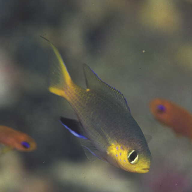 Chromis acares